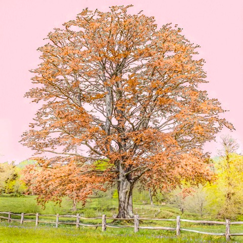 Red Tree by Duncan Wade