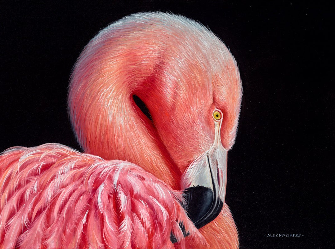 Flamingo by Alex McGarry