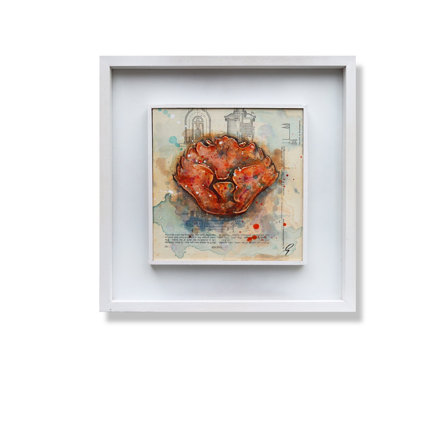 Small Discarded Crab Shell by Giles Ward