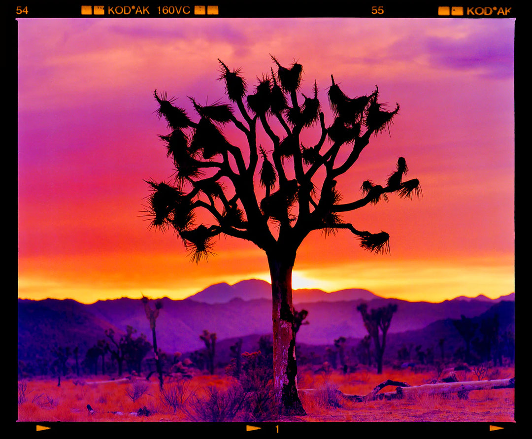 Joshua Tree Landscape, Mojave Desert, California, 2002 by Richard Heeps