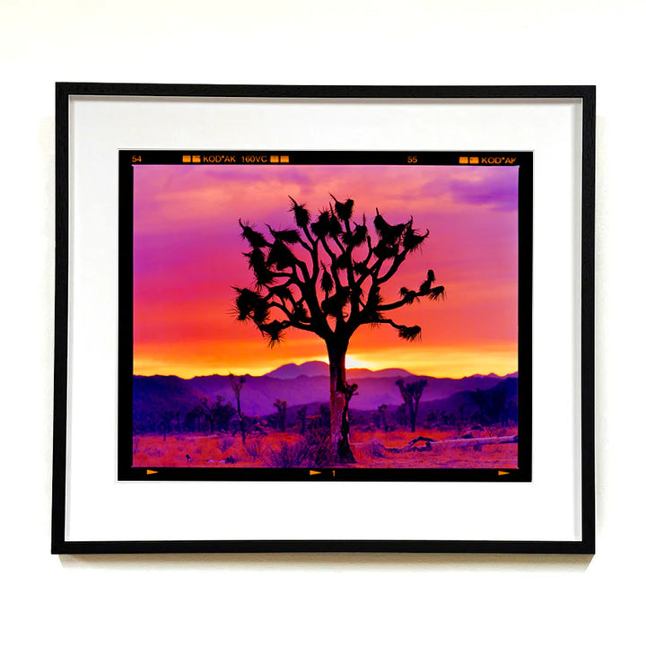 Joshua Tree Landscape, Mojave Desert, California, 2002 by Richard Heeps