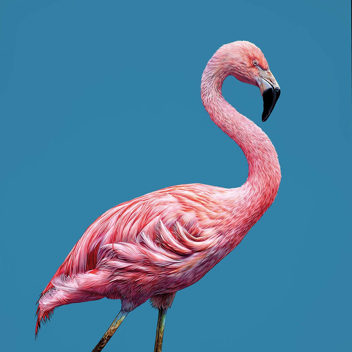 Strike a Pose by Christopher Green