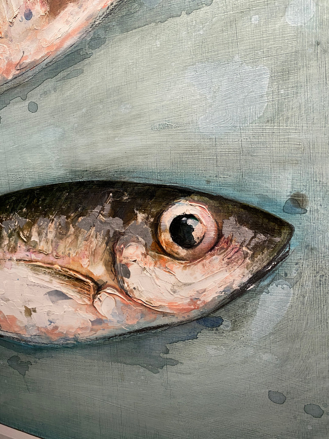 Mackerel Scad by Giles Ward