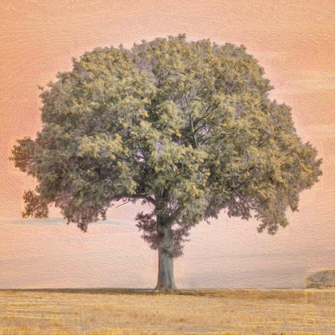 Early September Tree by Duncan Wade