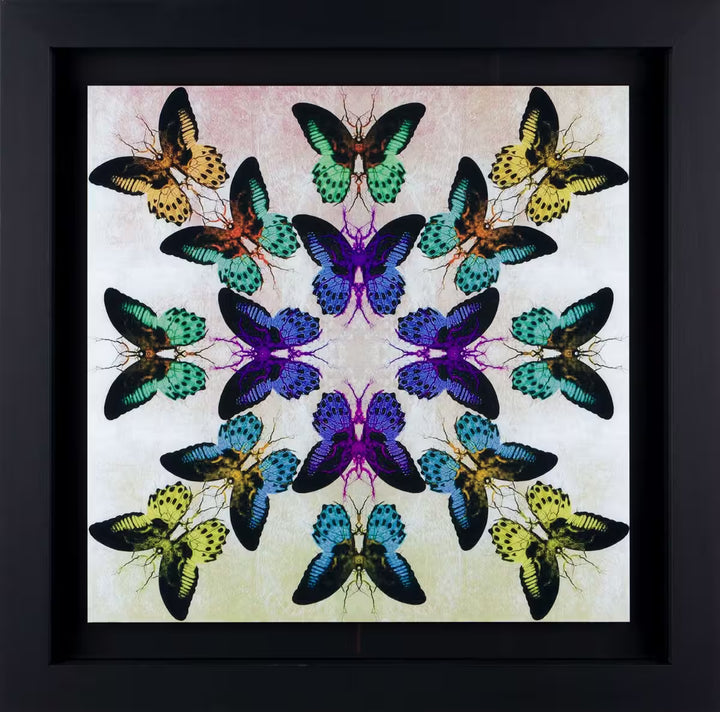 Framed artwork with a butterfly pattern on a light background, Collide by Maxim