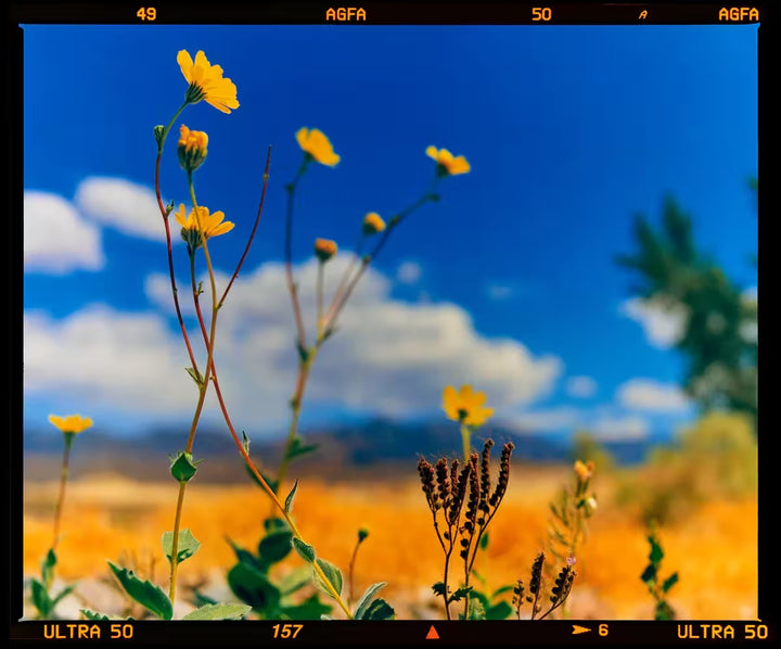 A limited edition photograph by Richard Heeps using vibrant colours, the title is Hell&