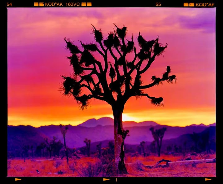 A limited edition photograph by Richard Heeps using vibrant colours, the title is Joshua Tree Landscape, Mojave Desert, California, 2002