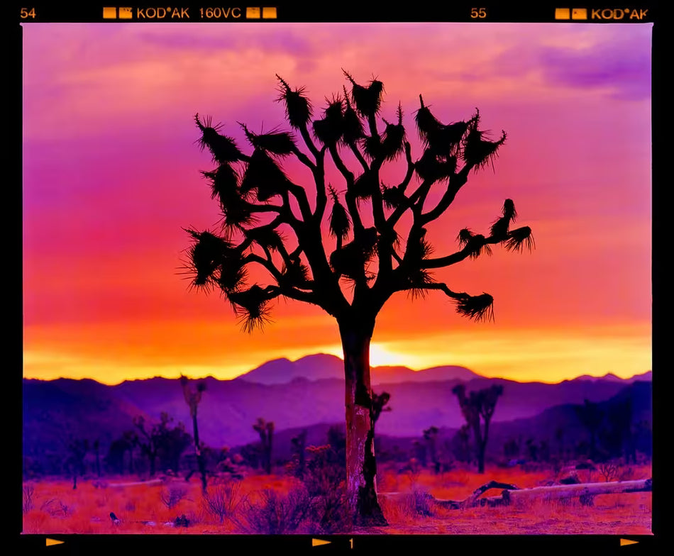 A limited edition photograph by Richard Heeps using vibrant colours, the title is Joshua Tree Landscape, Mojave Desert, California, 2002