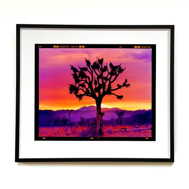 A framed limited edition photograph by Richard Heeps using vibrant colours, the title is Joshua Tree Landscape, Mojave Desert, California, 2002