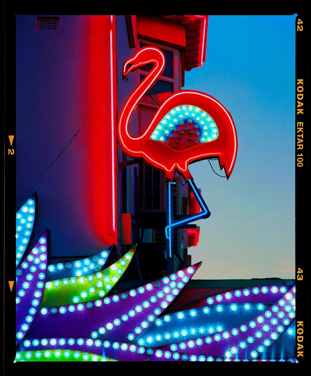 A limited edition photograph by Richard Heeps using vibrant colours, the title is Neon Flamingo, Norfolk, 2022
