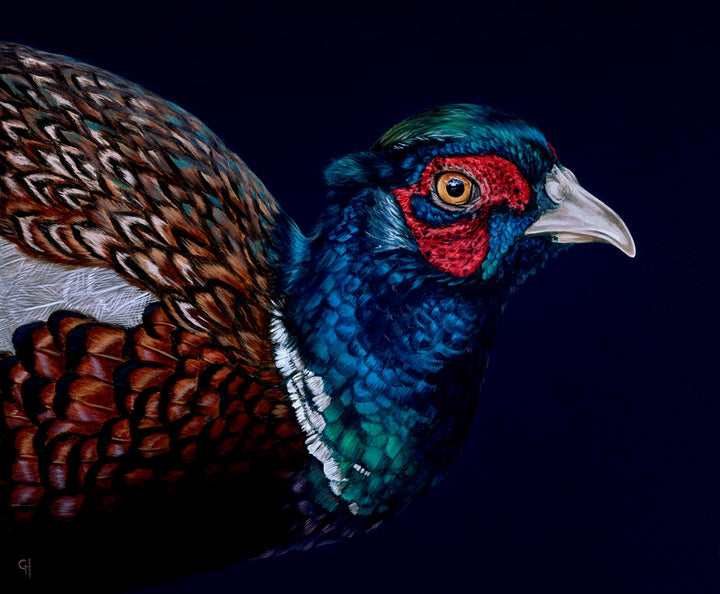 Pheasant by Gina Hawkshaw