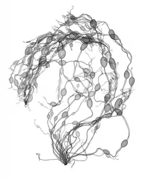 A limited edition Chromaluxe print by Nick Veasey of an X-Rayed string of Seaweed, the title is Seaweed Swirl