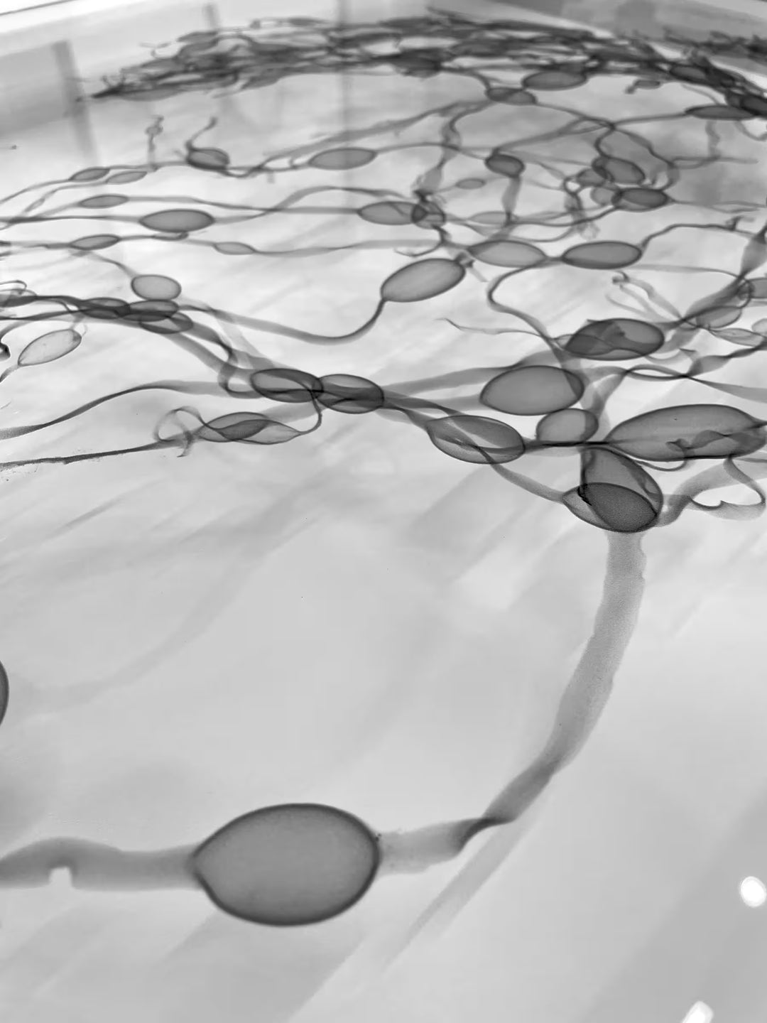 A limited edition Chromaluxe print by Nick Veasey of an X-Rayed string of Seaweed, the title is Seaweed Swirl