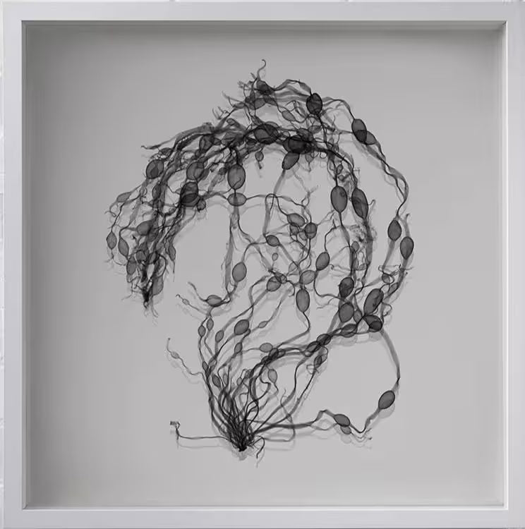A limited edition framed Chromaluxe print by Nick Veasey of an X-Rayed string of Seaweed, the title is Seaweed Swirl