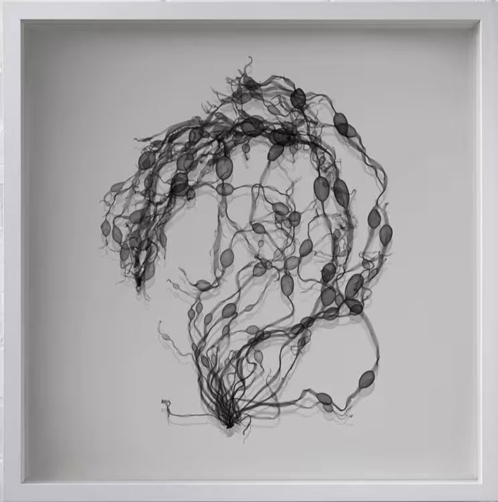 A limited edition framed Chromaluxe print by Nick Veasey of an X-Rayed string of Seaweed, the title is Seaweed Swirl
