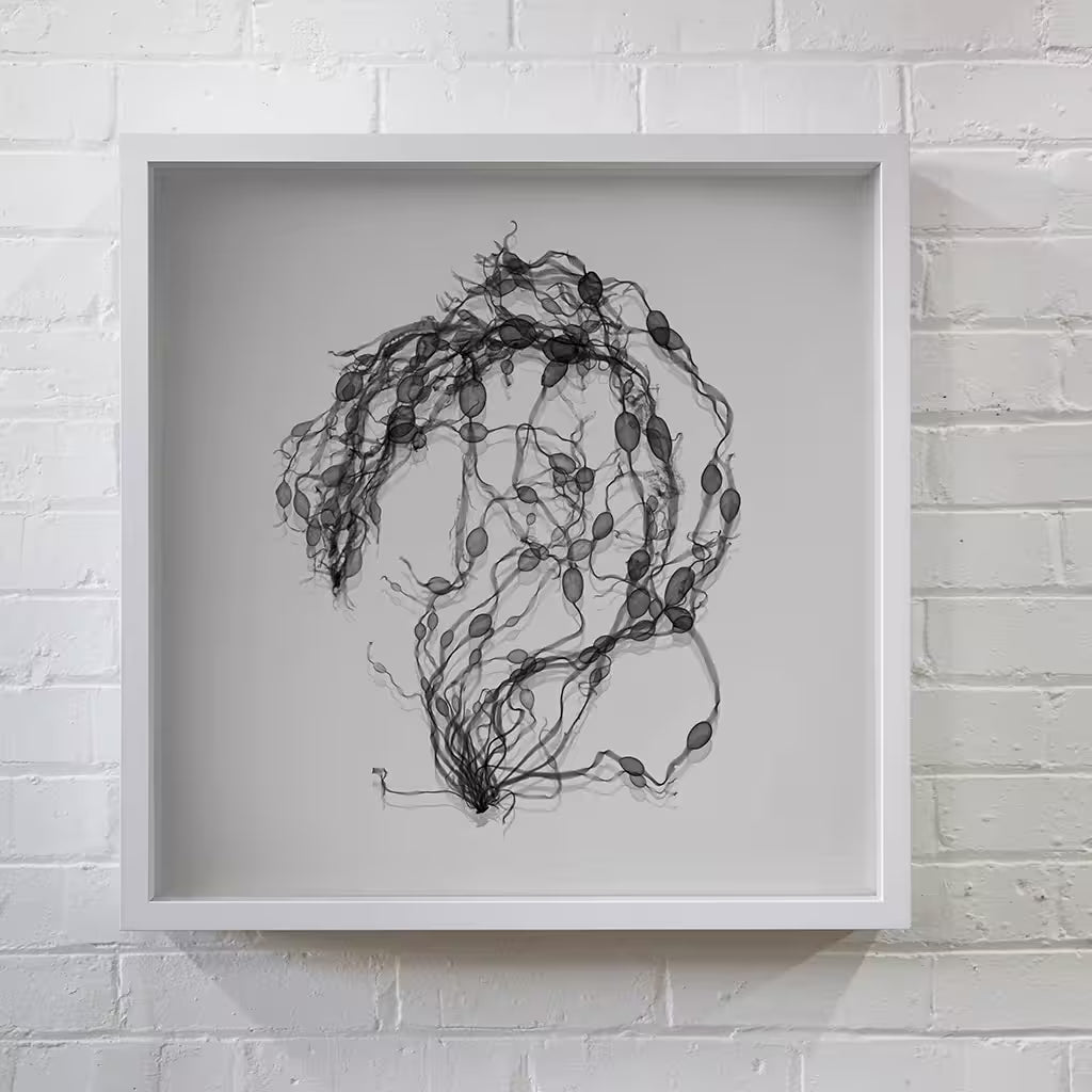 Nick Veasey Seaweed Swirl on a wall