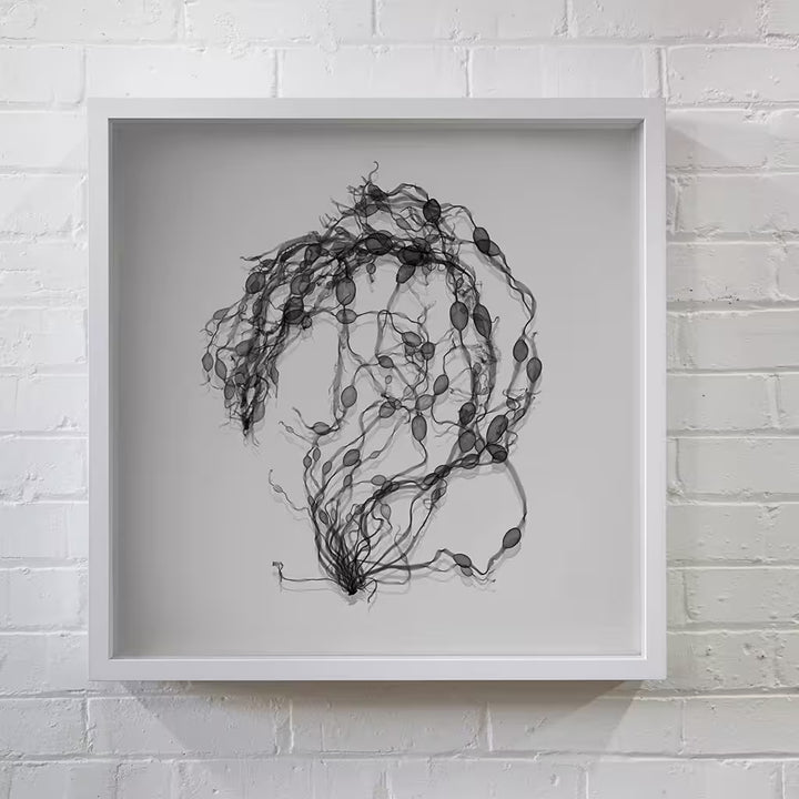 Nick Veasey Seaweed Swirl on a wall