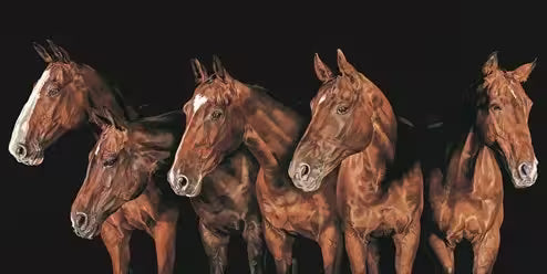A Debbie Boon limited edition piece of five brown horses, the title is Stand Out From the Crowd