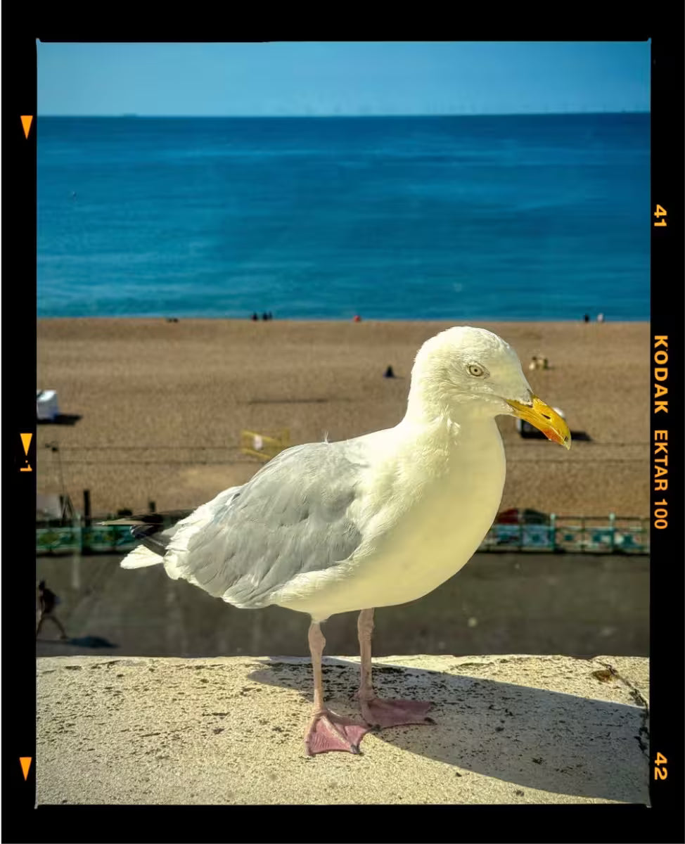 A Richard Heeps photographic print of a seagull stood on a beach wall infront of the sea, the title is The Queens Seagull