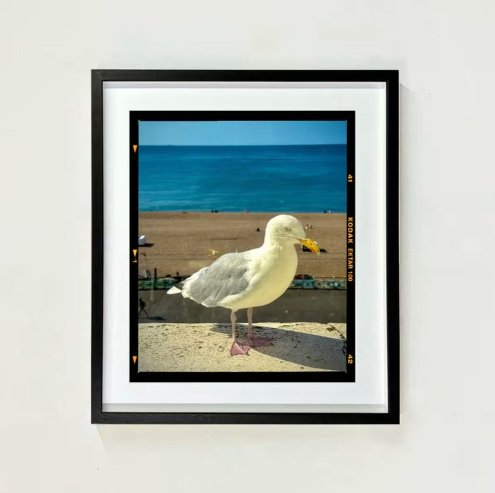 Richard Heeps The Queens Seagull