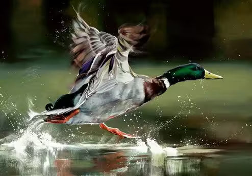 A Debbie Boon limited edition piece of a duck flying on the water, the title is On Your Marks