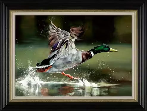 A Debbie Boon limited edition piece of a duck flying on the water, the title is On Your Marks