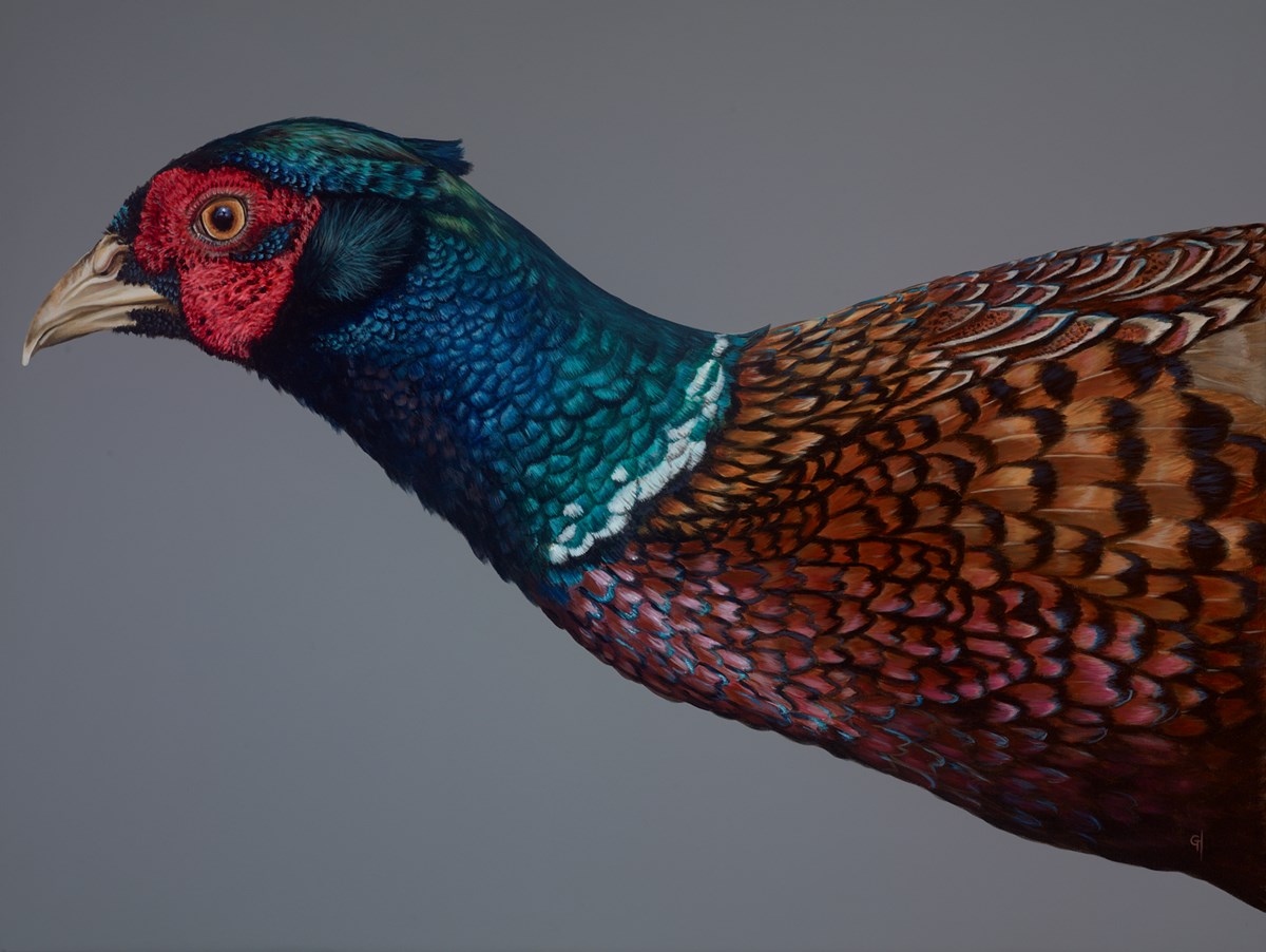 Pheasant Lookout by Gina Hawkshaw